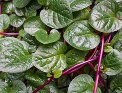 Binahong, Tamaman Kaya Manfaat Bagi Kesehatan, Mudah Ditemui