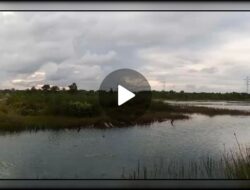 Kolong Pungguk Koba, Bangka Tengah Dijara Penambang Diduga Ilegal