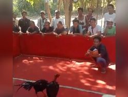 Perjudian 303 Sambung Ayam di Jogjati, Kecamatan Lekok, Pasuruan Belum tersentuh Hukum