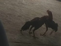 Perjudian 303 Sabung Ayam di Dusun Slamaran, Kelurahan Krapyak Lor, Kecamatan Pekalongan Utara, Kota Pekalongan tak tersentuh Hukum