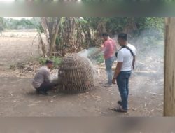 “Kapolsek Tarik AKP Lulus Sugiharto, S.H., M.H” Bakar Arena Sabung Ayam di Bokong Desa Klantingsari