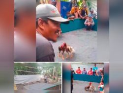 Arena Perjudian 303 Sabung Ayam di Bokong Desa Klantingsari, di Bakar Polsek Tarik, Polres Sidoarjo