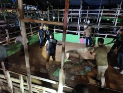 Arena Perjudian 303 Sabung Ayam di Bongkar Aparat Penegak Hukum (APH) Samboja Barat, Kutai Kartanegara, Kalimantan Timur