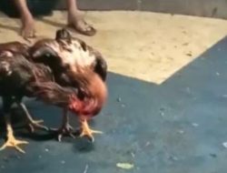 Aktifitas Perjudian 303 Sabung Ayam di Wilayah Hukum Polsek Bagor dan Prambon Nganjuk Belum Tersentuh Hukum