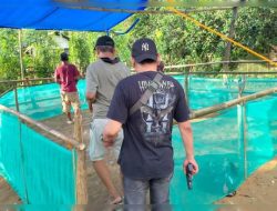 Arena Judi Sabung ayam di Kampung Panruru, Desa Punranga, Kecamatan Ma’rang, Pangkep akhirnya di Gerebek Polisi