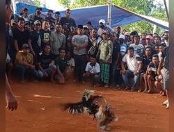 Perjudian Sabung Ayam di Sokobanah, Sampang Semakin Bebas Beroperasi “APH dimana?