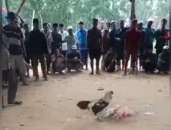 Awal Januari 2025 Judi 303 Sabung Ayam di Pongkerep Desa Sokobanah Daya Kabupaten Sampang diduga Keras Kebal Hukum