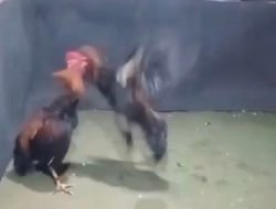 Judi Sabung Ayam di Lengkong dan Jatikalen Kabupaten Nganjuk tak tersentuh aparat penegak hukum (APH).