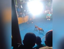 Markas Besar Perjudian 303 Sabung ayam dan Dadu di Pakis Kabupaten Malang diduga tak tersentuh Hukum