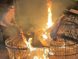 Arena Judi Sabung ayam digerebek Aparat Penegak Hukum (APH) Polres Malang