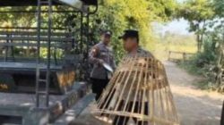 Polsek Srengat, Blitar Gerebek Perjudian Sabung Ayam