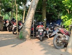 Sabung Ayam Ilegal Kembali Muncul di Desa Mangunrejo, Kecamatan Ngadiluwih Kediri, Seakan Kebal Hukum