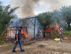 Polisi Heran, Berulang Kali Dibakar, Barak Narkoba di Mencirim Muncul Lagi